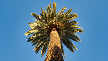 Worm's Eye View Of Palm Tree Branches Under Blue Sky During Daytime Nature HD wallpaper