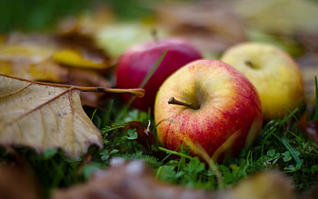 Plants, Fruits, Food, Autumn, Leaves, Apples HD wallpaper