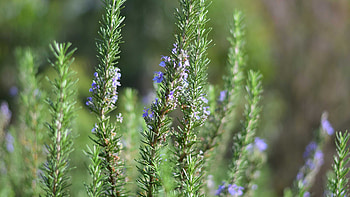 Flowering, Rosemary (Herb) HD wallpaper