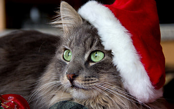Animals, New Year, Cat, Muzzle, Cap HD wallpaper