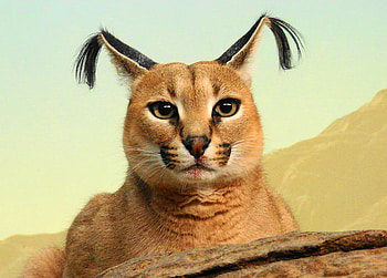 Lynx, white, black, brown, tufted ears, cat HD wallpaper
