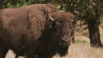 Get up close with American bison, Fascinating bison footage, Bison in the wild, Buffalo in their natural habitat HD wallpaper