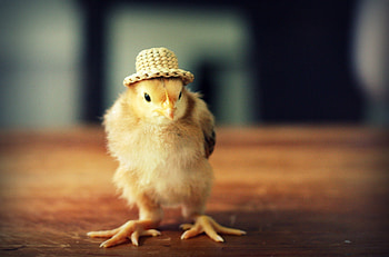 Chicken in hat, chicken, bird, yellow, cute, funny, easter, hat HD wallpaper