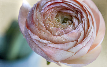 Ranunculas, water drops, nature, flower HD wallpaper