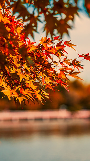 Maple tree, Autumn charm, Reflective lake, Colourful foliage HD phone wallpaper