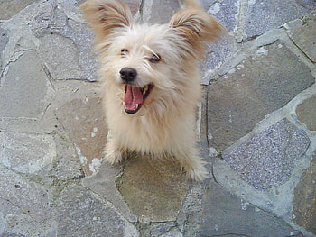 Shaggy is happy, cute, happy, shaggy, yellow HD wallpaper