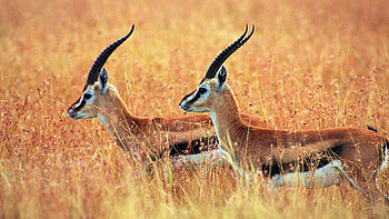 18 antelope , Majestic creatures, African savannah, Nature's masterpiece HD wallpaper