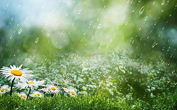 Daisies, Rain HD wallpaper