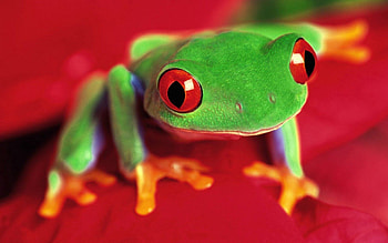 Animals, Bright, Eyes, Color, Frog HD wallpaper