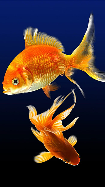 Fish Water, Orange HD phone wallpaper