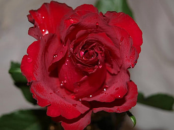 Red rose, rose, nature, flower HD wallpaper