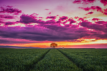 Nature, Sunset, Grass, Clouds, Horizon, Wood, Tree, Field HD wallpaper