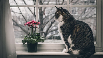 ⊙Cat⊙, n, cat, flowers, window HD wallpaper