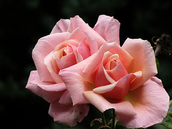 Together As One, rose, pink, love, twins, beautiful HD wallpaper