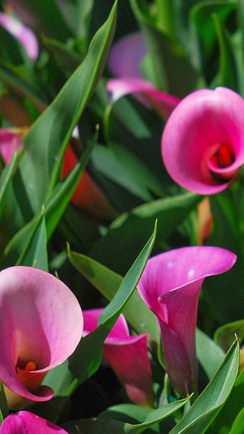 Beautiful Flowers, Calla Lilies HD phone wallpaper
