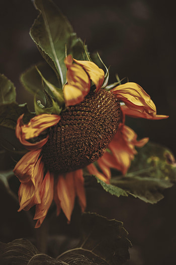Flowers, Flower, Petals, Sunflower HD phone wallpaper