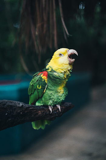 Animals, Parrots, Bird, Beak, Color, Yellow-Headed Amazon HD phone wallpaper