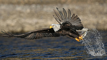 Bald Eagle, animal, bird, eagle HD wallpaper