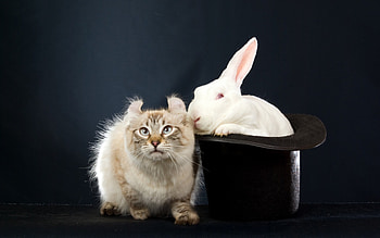 Hocus pocus!, animal, bunny, white, black, cat, funny, hat, rabbit HD wallpaper