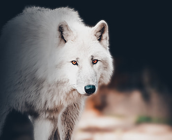 The white wolf, portrait HD wallpaper