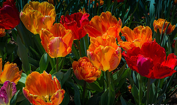 Colorful Tulips, Leaves, Tulips, Colors, Stems HD wallpaper