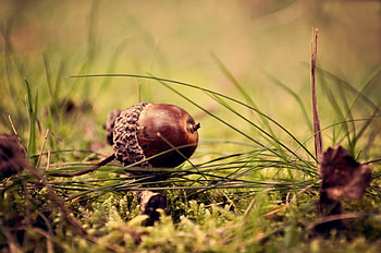 Acorn in auto focus, Lens graphy HD wallpaper