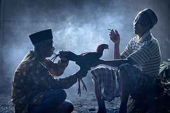 The Rooster, animal, other, entertainment, men HD wallpaper