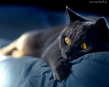 Cat, other, beautiful, animals HD wallpaper
