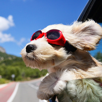 Dog, cute dog, stunning , adorable HD phone wallpaper