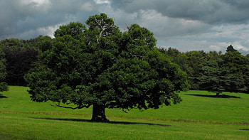 oak tree , Vibrant visuals, Nature's wonders, Captivating backgrounds HD wallpaper