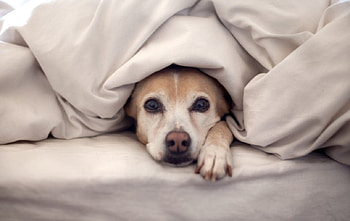 Want to share bed..??, dog, animal, bed, share HD wallpaper
