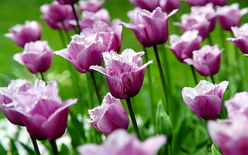 Louvre, Tulips HD wallpaper