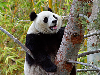 Animals, Bears, Pandas HD wallpaper