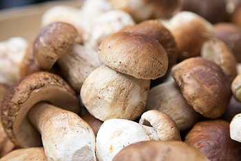 Cep porcini, The Wild Room, Mushroom delicacy, Woodland harvest HD wallpaper