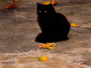 black cat, cat, black HD wallpaper
