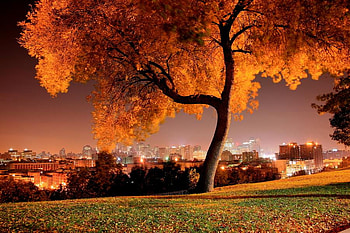 my tree, night, city, autumn, nature, tree HD wallpaper