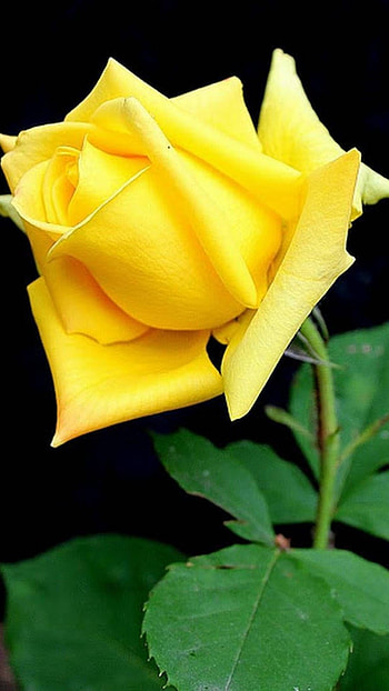 Yellow Rose, Adorable HD phone wallpaper