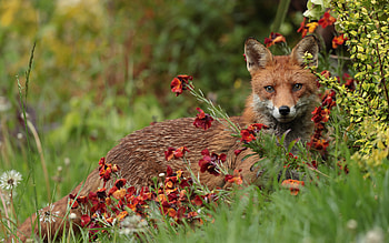 Fox, animal, hide, forest HD wallpaper
