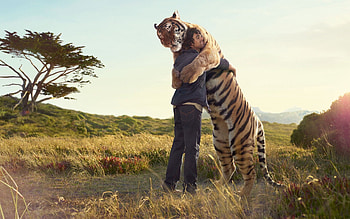 Man and tiger hug, Symbolic bond, Powerful connection, Unconditional affection HD wallpaper