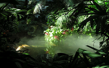 Jungle , Tropical escape, Nature's bliss, wonders HD wallpaper