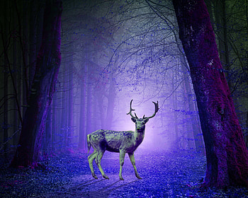 Animals, Violet, Forest, Purple, hop, Deer, Mystical, Mystic HD wallpaper