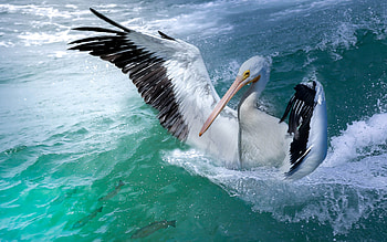 Pelican, animal, nature, bird HD wallpaper