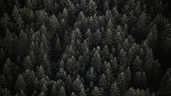 Spruce forest, Breathtaking landscapes, Majestic trees, Tranquil scenery HD wallpaper