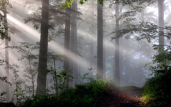 Landscape, Trees HD wallpaper