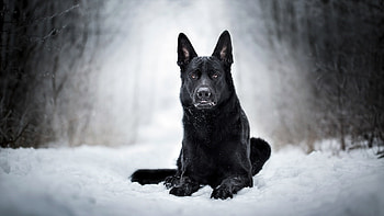 Black dog, Snow background HD wallpaper