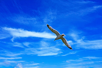 Animals, Sky, Clouds, Bird, Flight, Gull, Seagull, Wings HD wallpaper