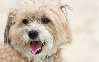 Cute dog, animal, dog, puppy, loyal, friend, pet HD wallpaper