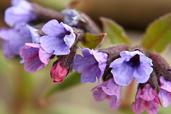 A row of vivid, purple, pink, nature, flowers HD wallpaper