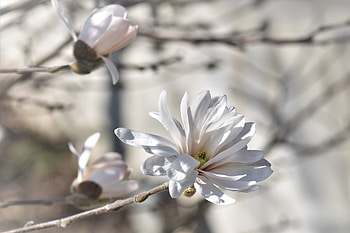 Flowers, Wood, Tree, Magnolia HD wallpaper
