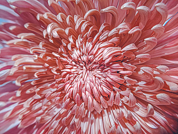 Close-up chrysanthemum, Nature's intricate details, release, Flawless flower graphy HD wallpaper